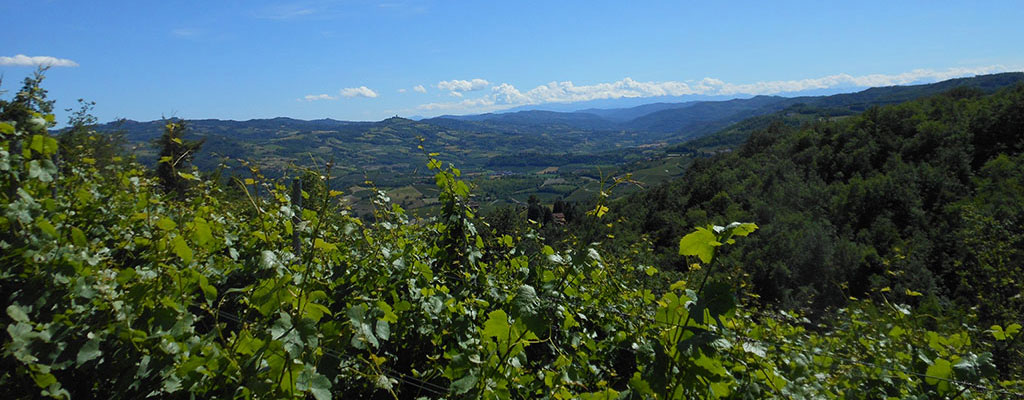 piedmont aerial photo of Northern Italian wine region