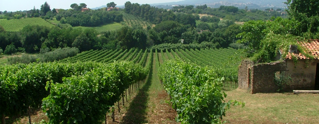 Logo of Piana dei Castelli organic winery located in Lazio 