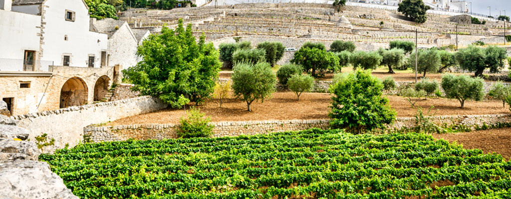 Puglia aerial photo of an Italian wine region