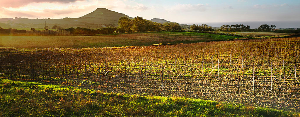 Sardinia aerial photo of an Italian wine region