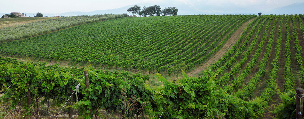 Logo of Bosco Nestore winery from Abruzzo