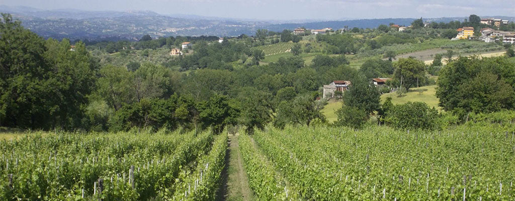 Campania aerial photo of an Italian wine region