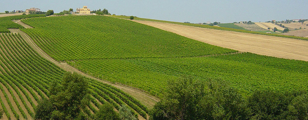 marche aerial photo of an Italian wine region