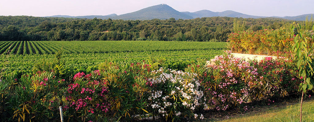 Guado al Melo winery from the Bolgheri area of Tuscany