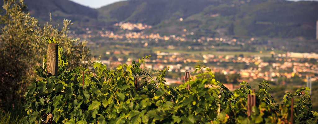 Lunae Bosoni winery from Liguria which makes Vermentino