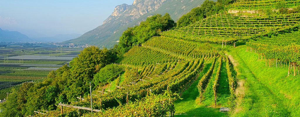 trentino aerial image of a Northern Italian wine region 