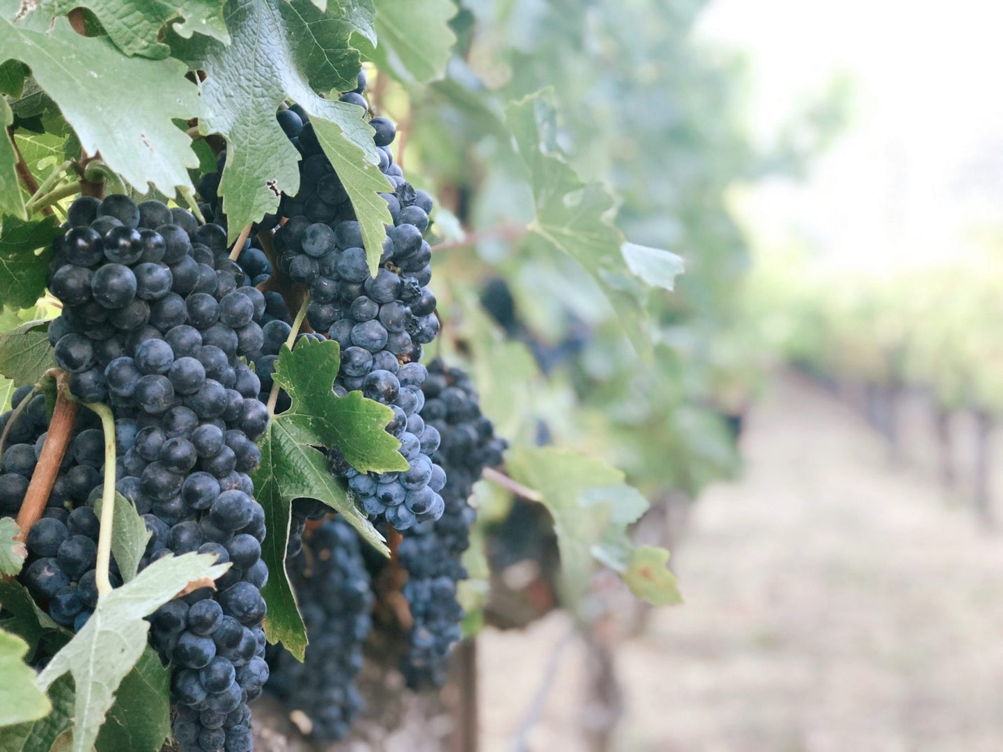 Navigli [ pronounced nah-vil-yee ] was born from our passionate desire to share a taste of Italy with you.